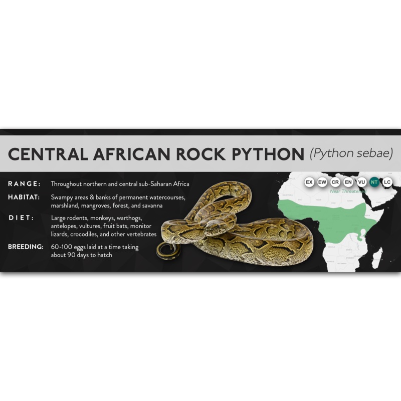 Central African Rock Python (Python sebae) – X Label Laminated Paper