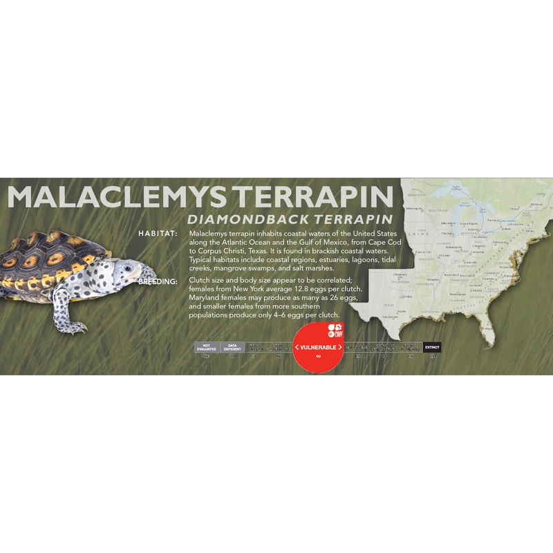 Diamondback Terrapin (Malaclemys terrapin) – Classic Vivarium Label
