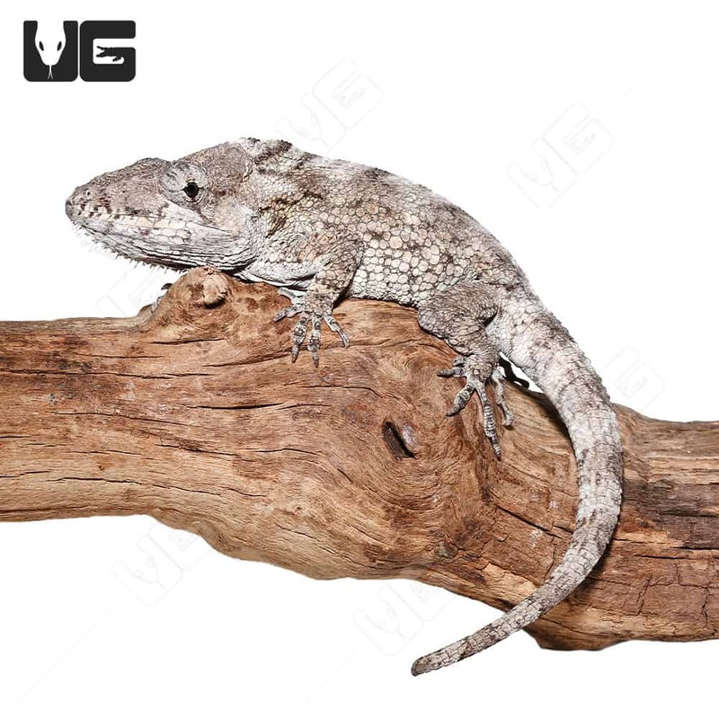 O’Shaughnessy’s Chameleons For Sale