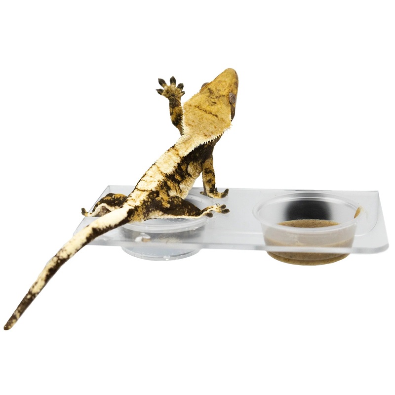 Pangea Magnetic Gecko Ledge – Acrylic Large