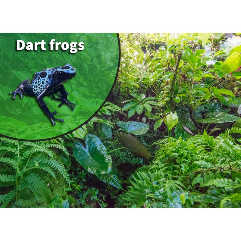 Poison Dart Frog Bioactive Vivarium Kit 10 gallon