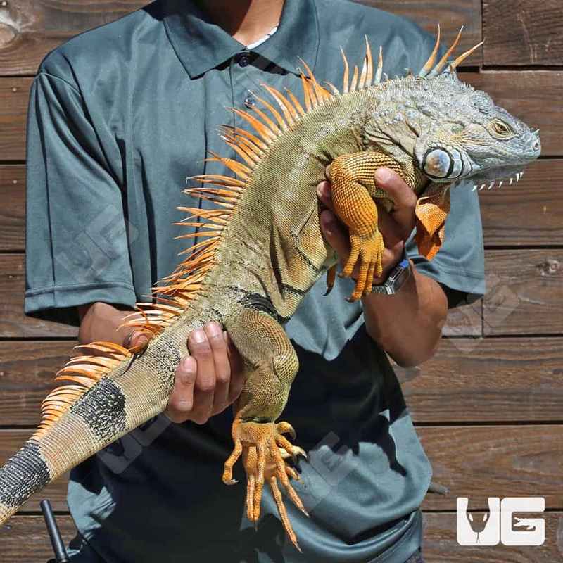 5-6 Foot Green Iguanas For Sale