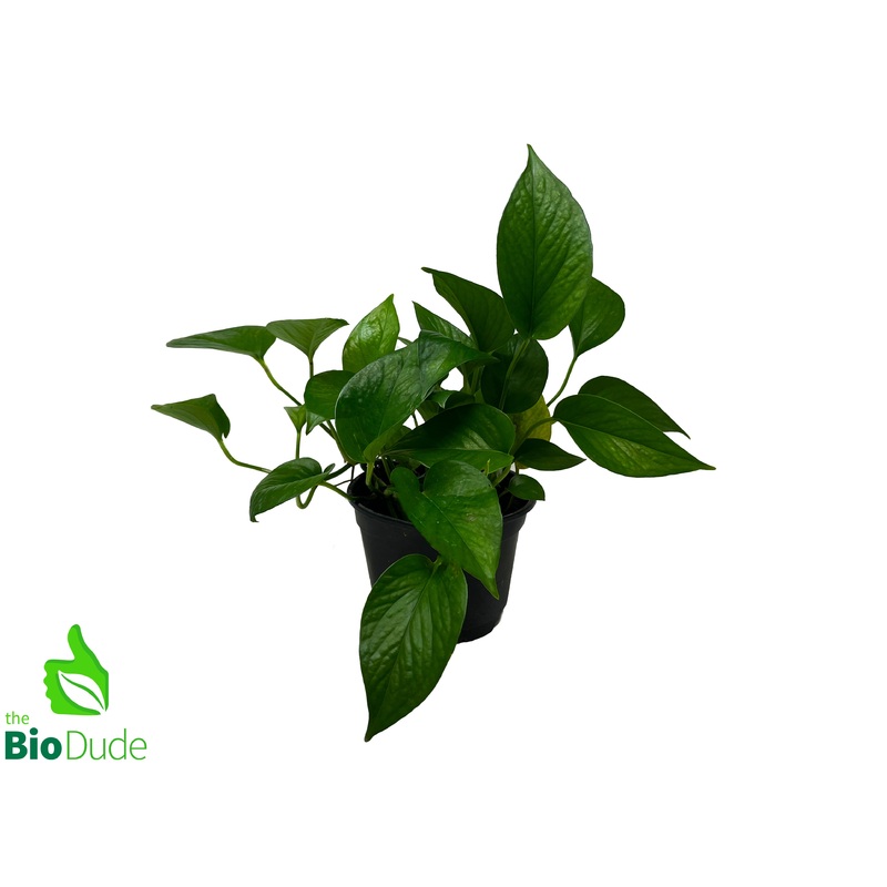 6″ Pot Pothos Jade