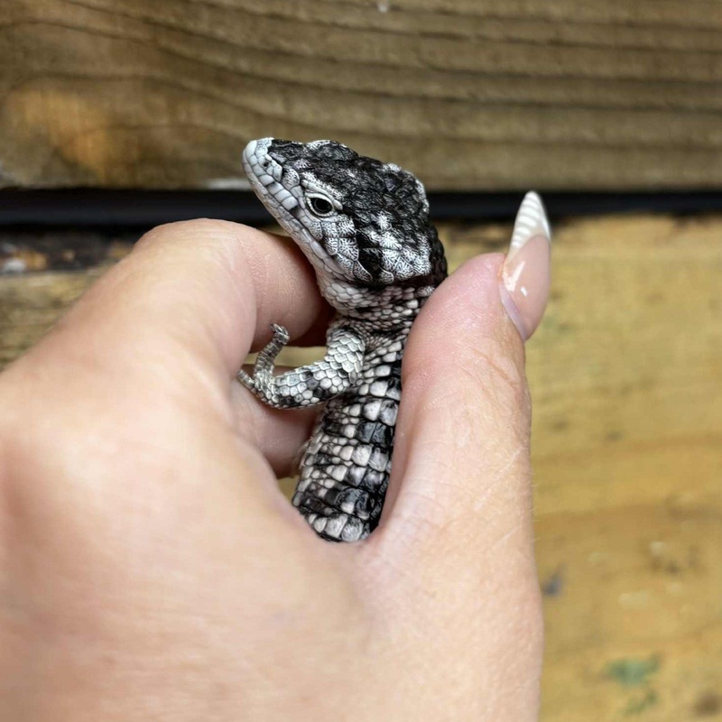 Abronia Arboreal Alligator Lizard For Sale – Abronia Taeniata