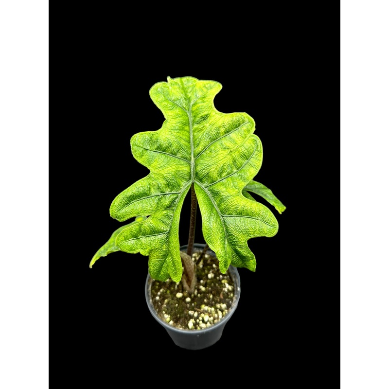Alocasia jacklyn 4″ Pot