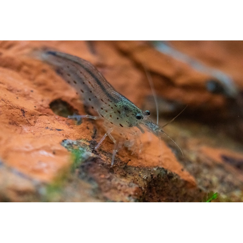 Amano Shrimp Regular