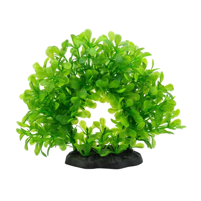 AquaSpectra Lindernia Ring 15cm Green