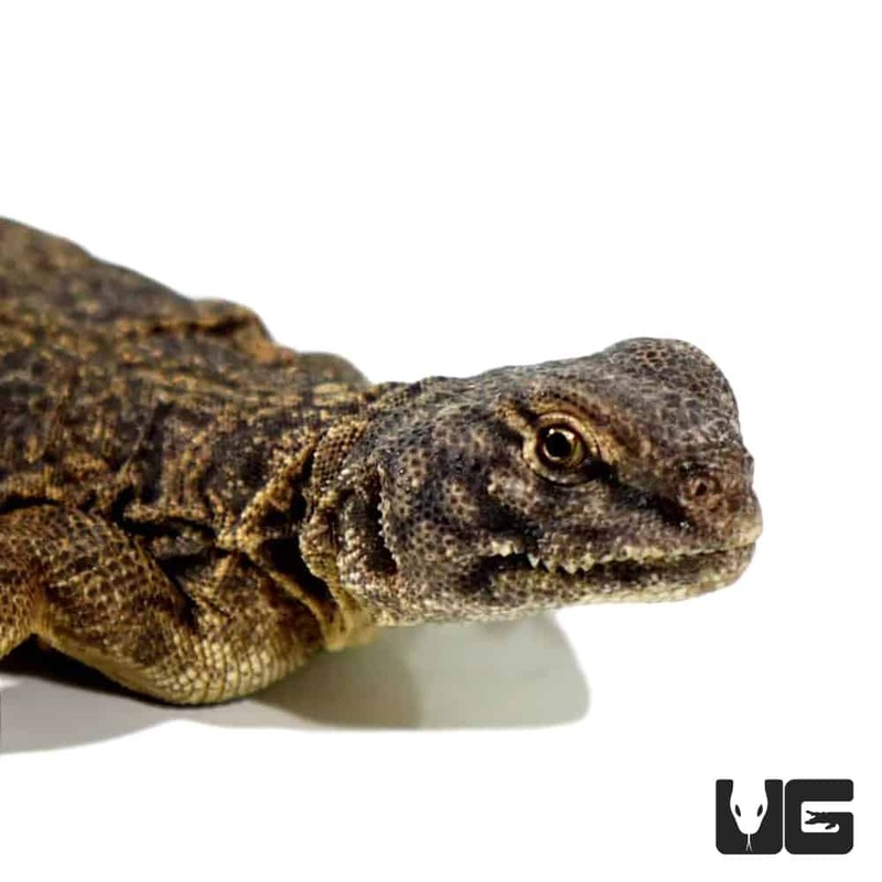 Baby Dispar Uromastyx
