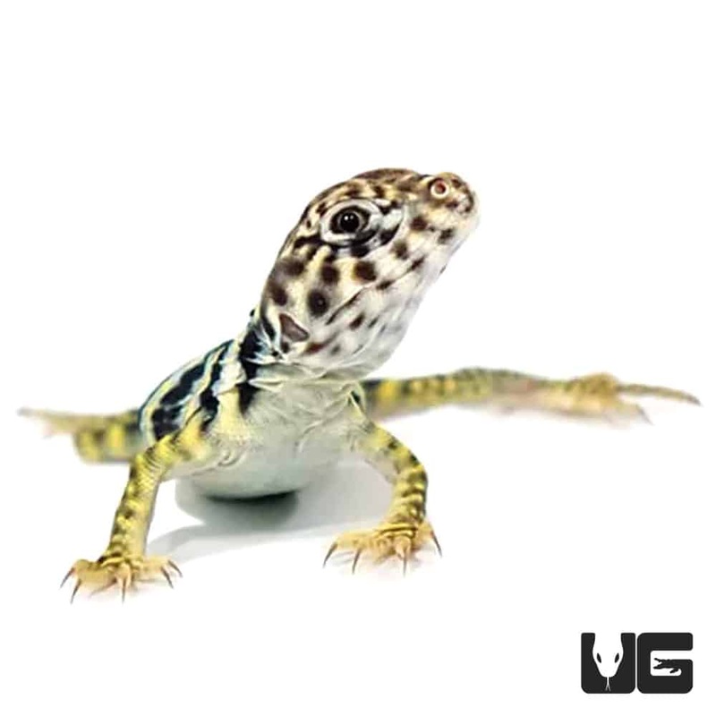 Baby Eastern Collared Lizards For Sale