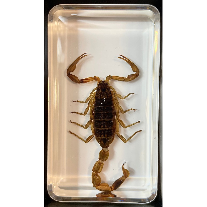 Golden Scorpion – Specimen In Resin 38x38x14mm