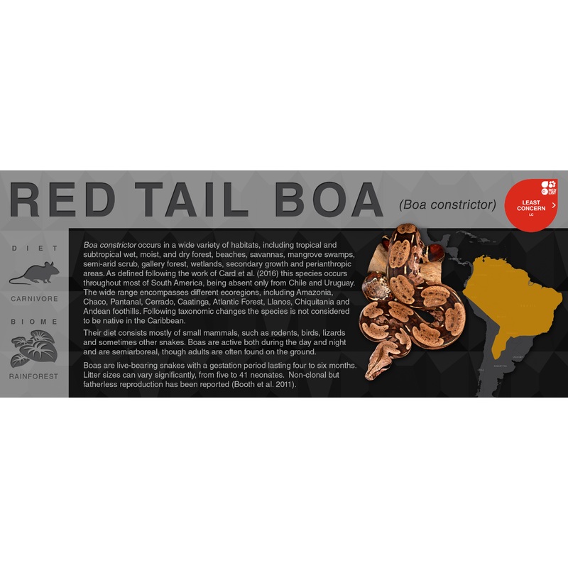Red Tail Boa (Boa constrictor) – Black Series Vivarium Label Black