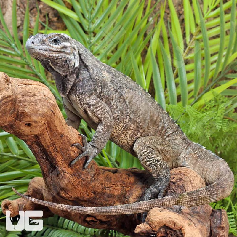 Rhino Iguanas For Sale