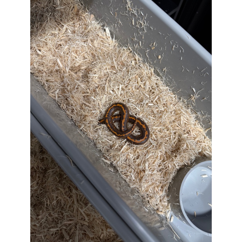Sand boa FOE-002