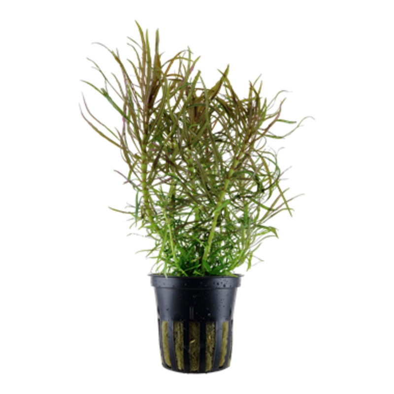 Tropica Pogostemon stellata