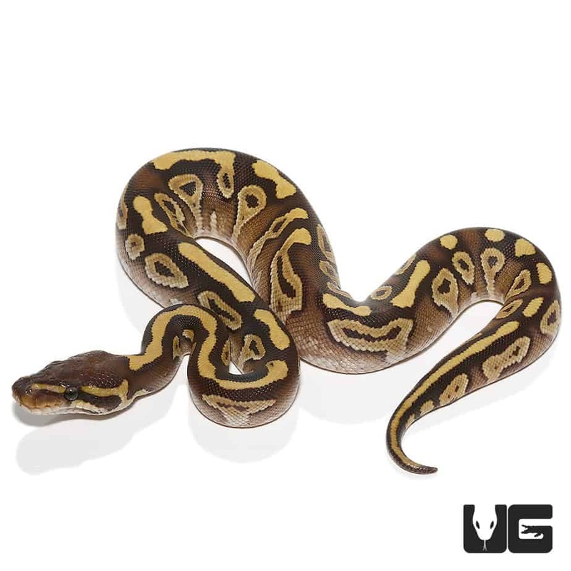 2022 Female Mojave Poss Hurricane Ball Python (#203)
