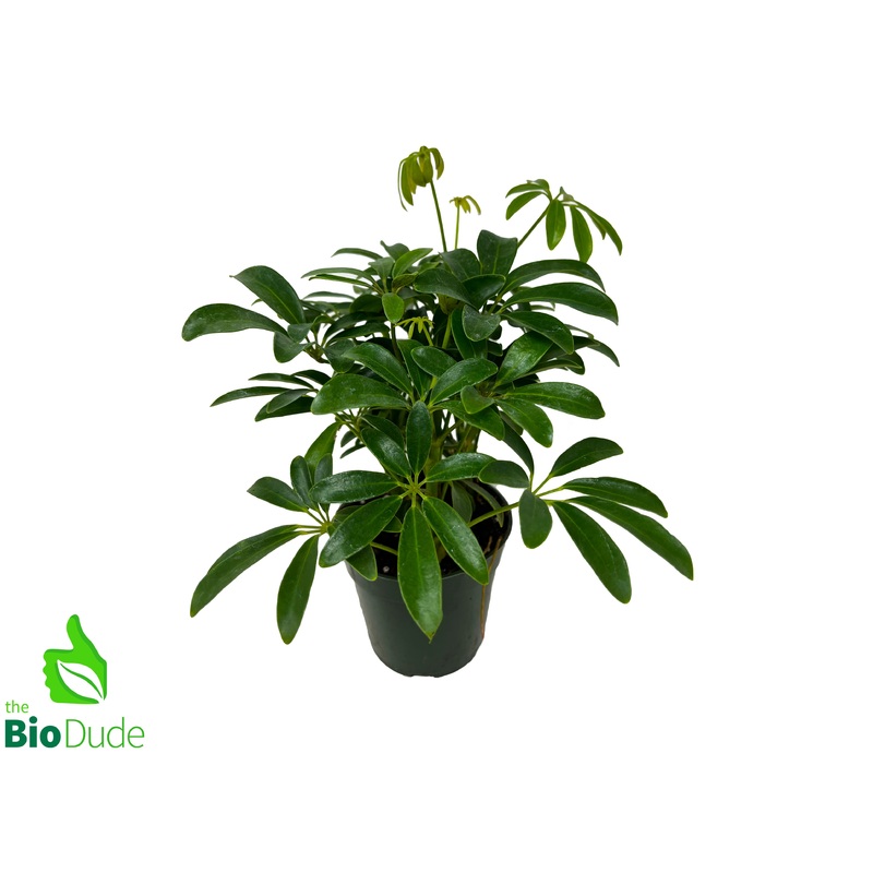 4″ Pot Schefflera Bush