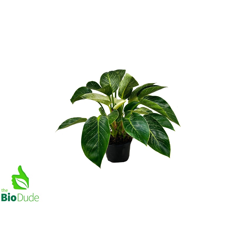 6″ Pot Philodendron Birkin