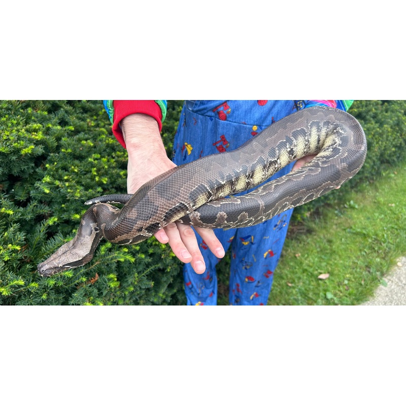 Adult Chrome Sumatran Short-Tailed Python (Male)