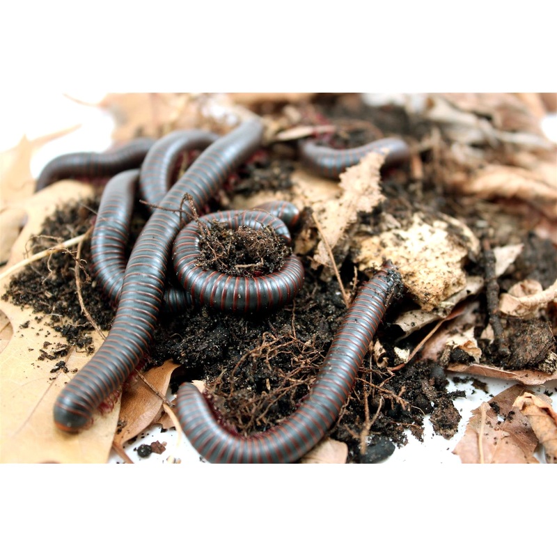 American Giant Millipede