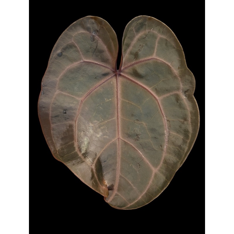 Anthurium michelle 4″ Pot