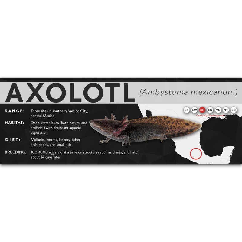Axolotl (Ambystoma mexicanum) – X Label Natural Laminated Paper
