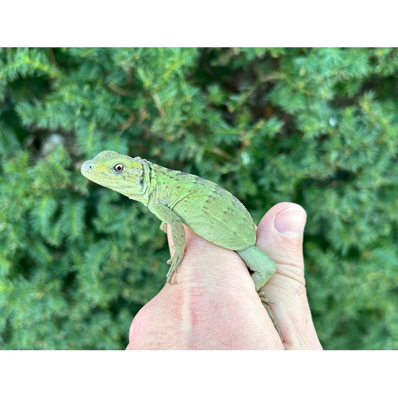 Baby Florida Orange Pectinata Iguana