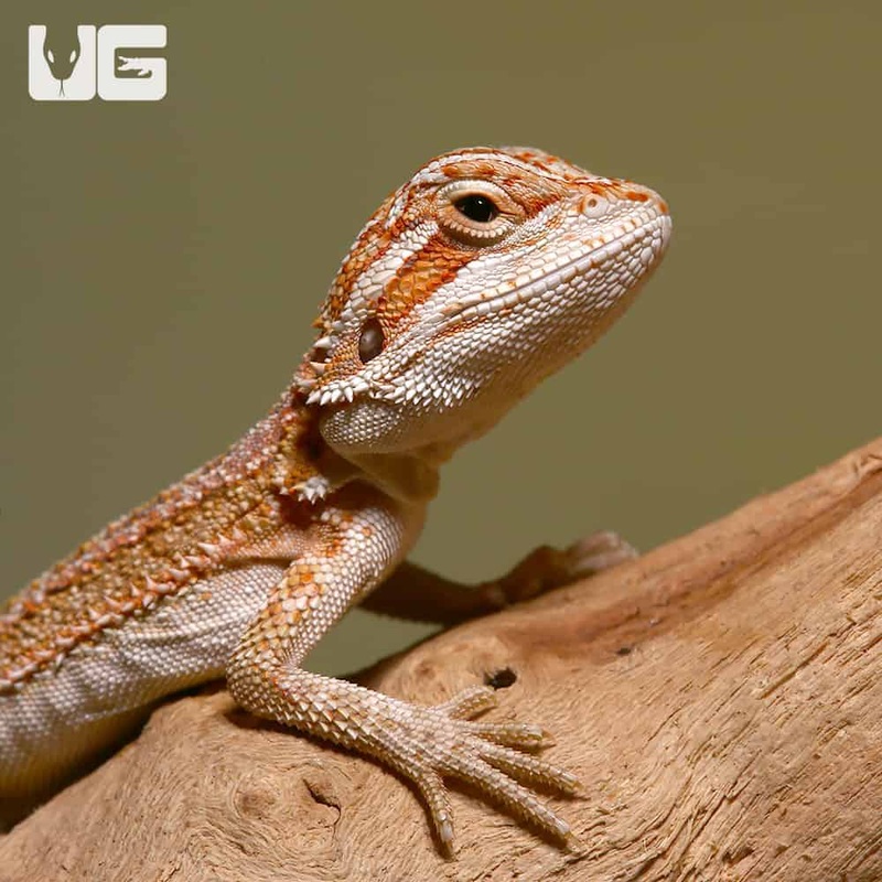 Baby Hypo Sunburst Bearded Dragons For Sale