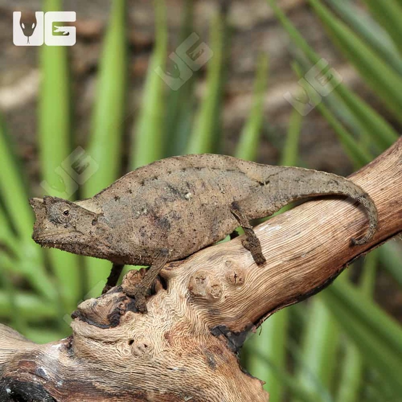 Brookesia Therezieni(Perinet leaf chameleon) For Sale