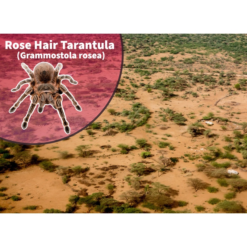 Chilean Flame/ Rose Hair Tarantula (Grammostola rosea/porteri) Bioactive Kit 12″ x 12″ or 10 gallon
