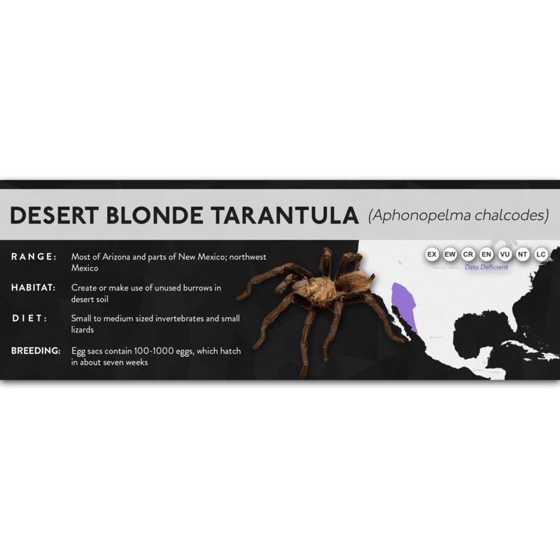 Desert Blonde Tarantula (Aphonopelma chalcodes) – X Label Regular Size (7″ x 2.5″) Laminated Paper
