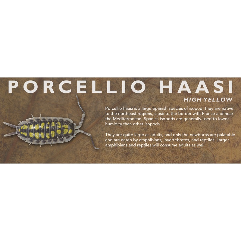 Porcellio haasi – Isopod Label Standard Size 7″ x 2.5″ Bright