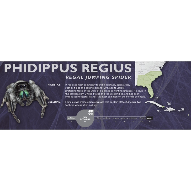 Regal Jumping Spider (Phidippus regius) – Classic Vivarium Label Male