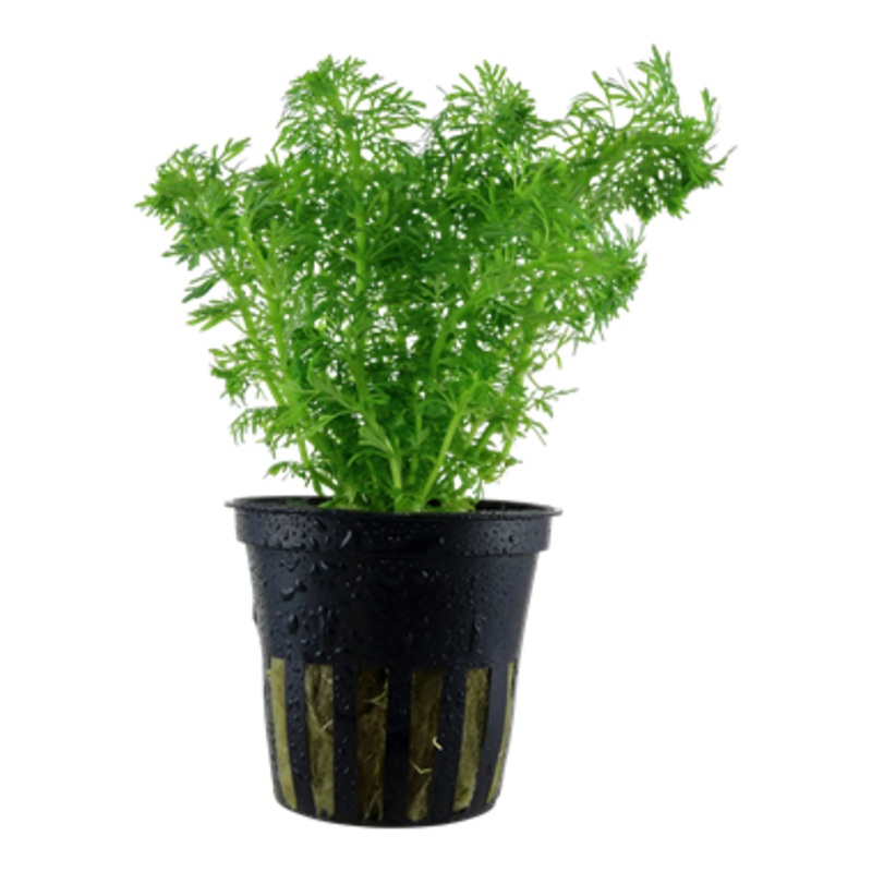 Tropica Limnophila sessiliflora