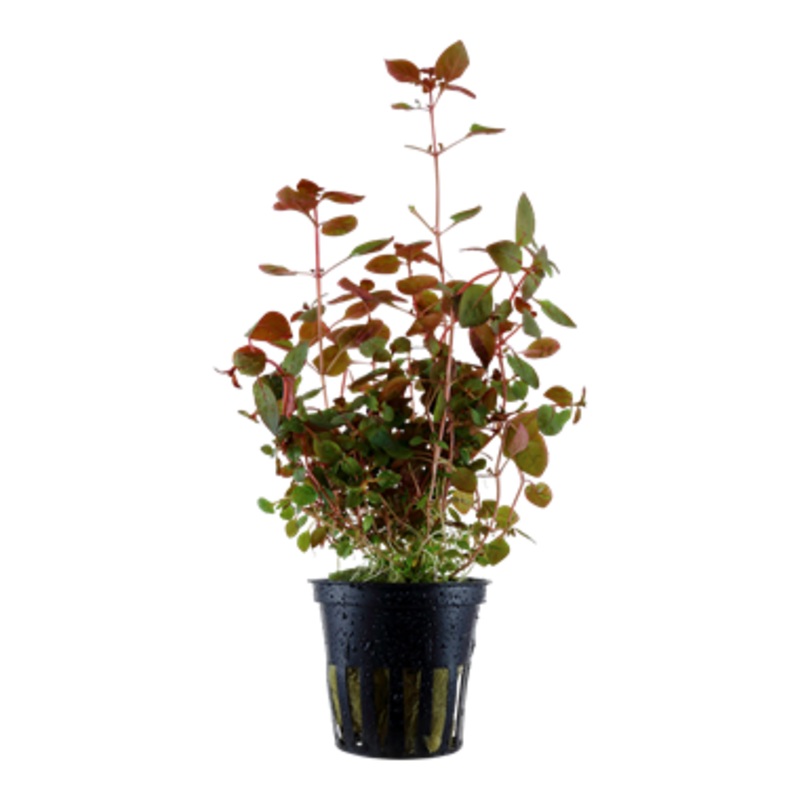 Tropica Ludwigia palustris