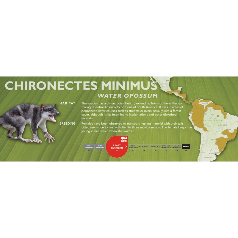 Water Opossum (Chironectes minimus) – Classic Vivarium Label