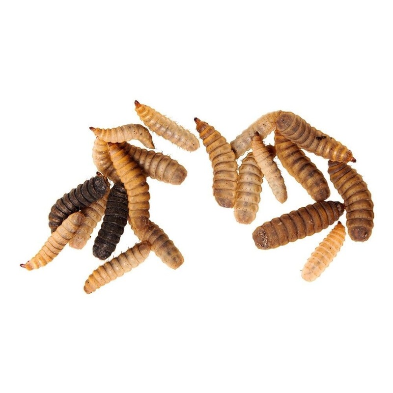 200 Free Medium NutriGrubs (BSFL)