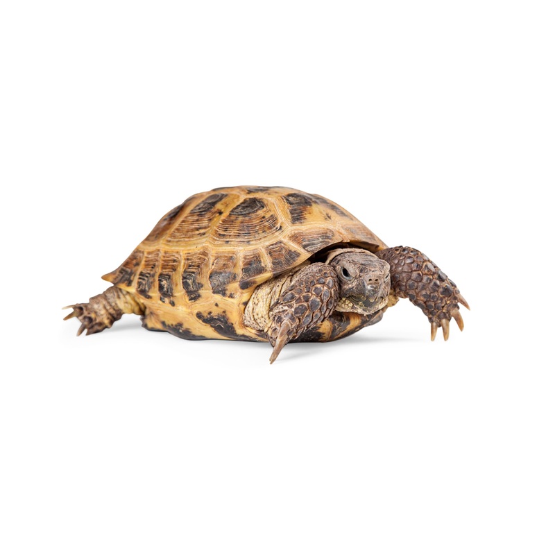 Adult Russian Tortoise