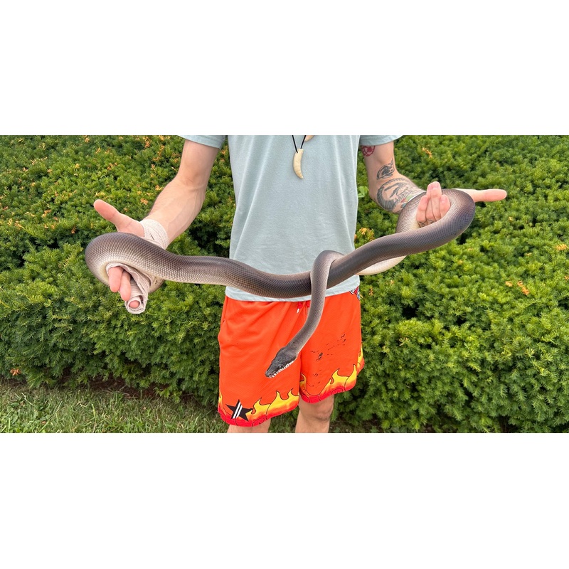 Adult Southern Black White-Lipped Python (Male 2)