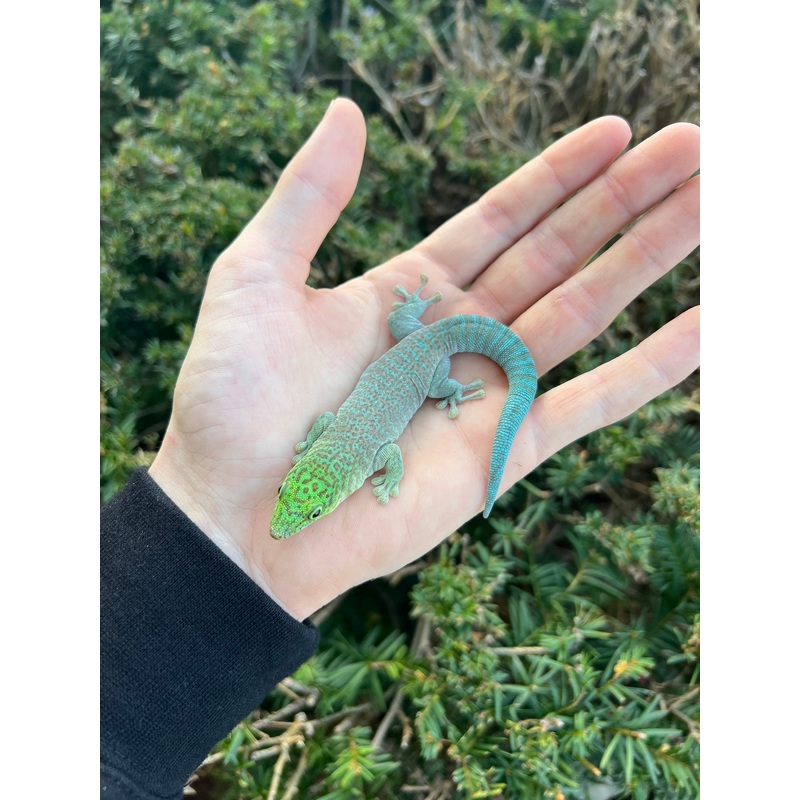 Adult Standing Day Gecko