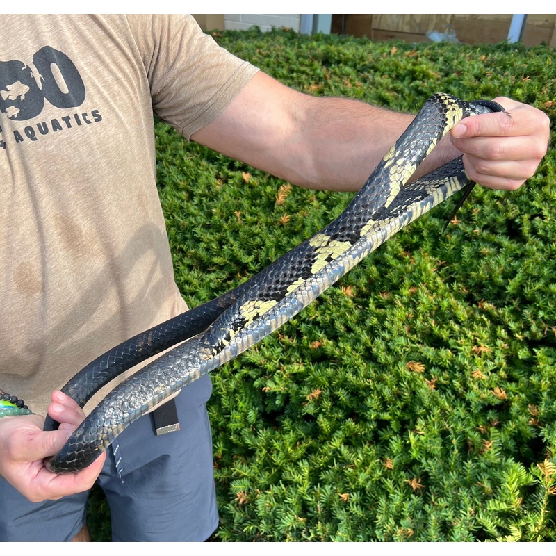 Adult Tiger Ratsnake (Female 1)