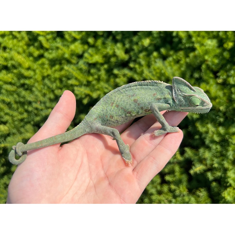 Adult Veiled Chameleon (Female)