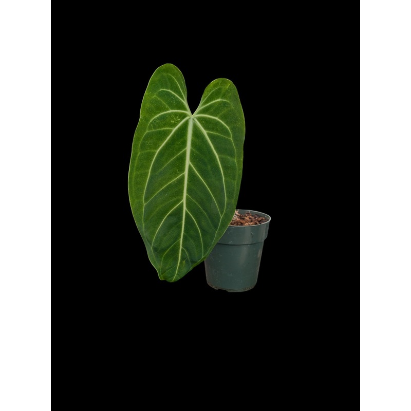 Anthurium Ecuagenera Princess