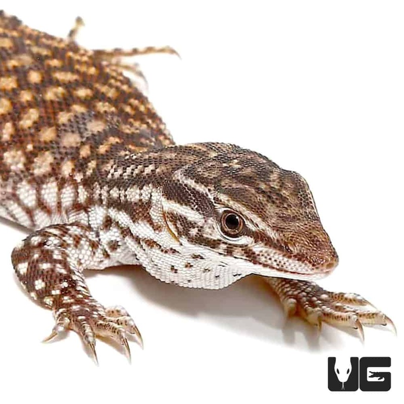 Baby Red Ackie Monitor