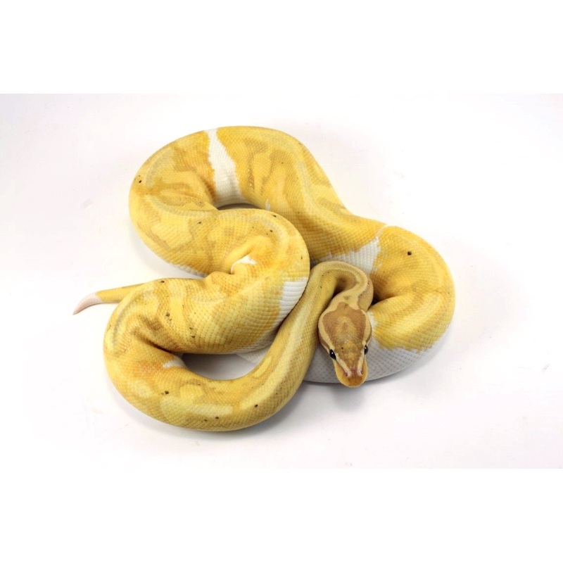 Banana Pied Ball Python