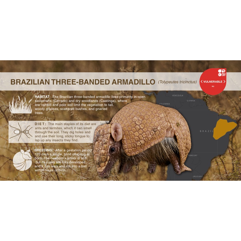 Brazilian Three-Banded Armadillo (Tolypeutes tricinctus) – Aluminum Sign No SmartShield