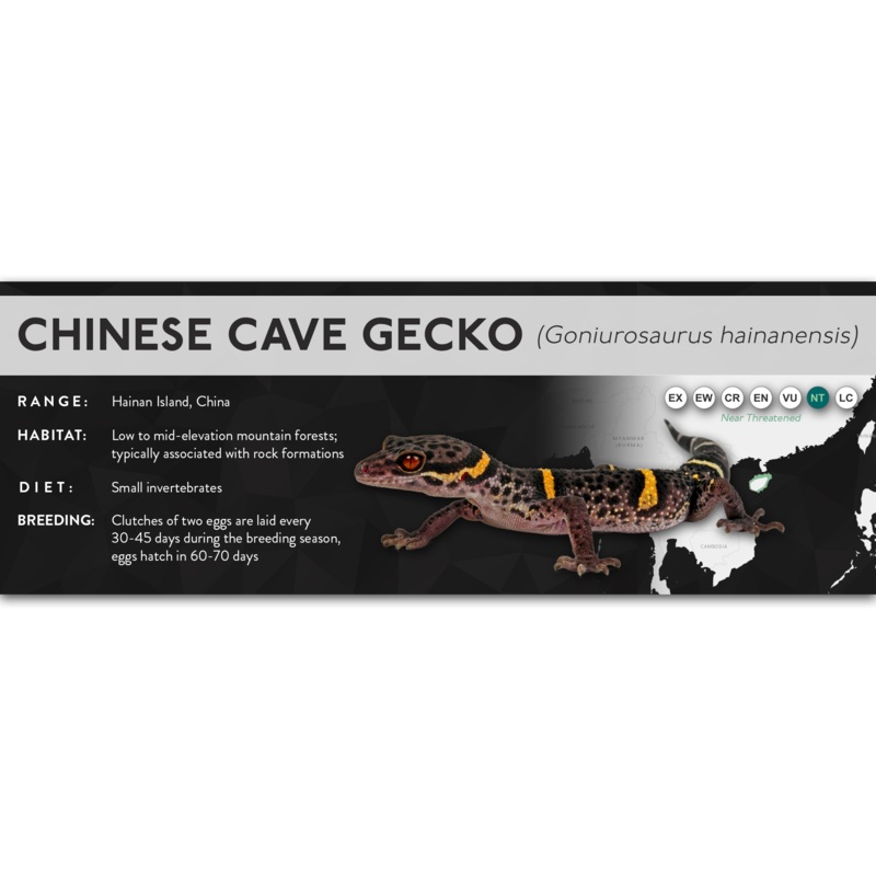 Chinese Cave Gecko (Goniurosaurus hainanensis) – X Label Laminated Paper