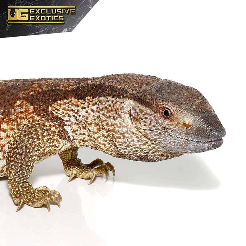 Juvenile South African White Throat Monitor