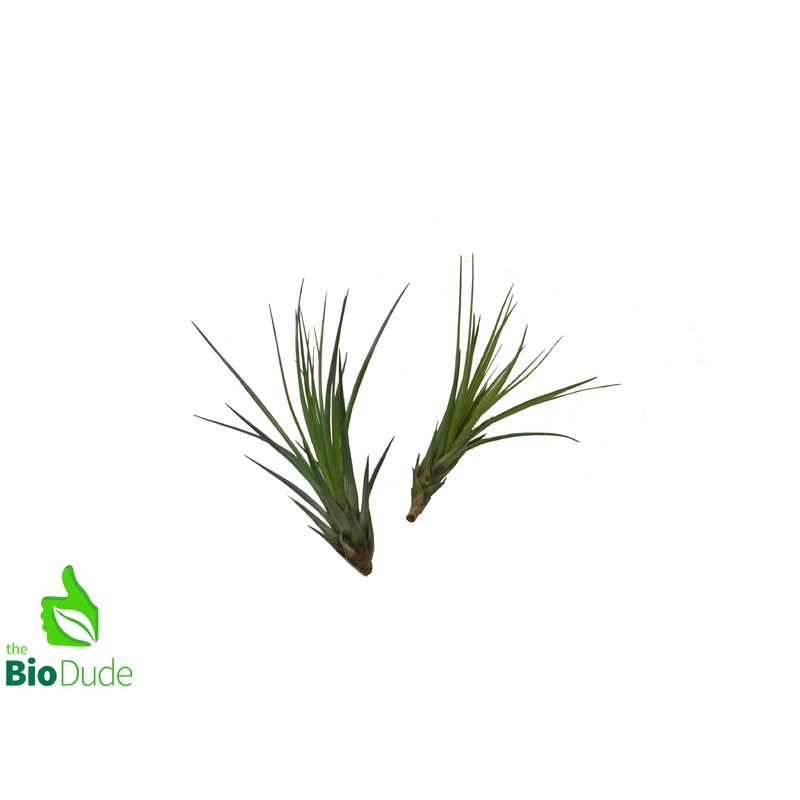 Large Tillandsia Bromeliad – Assorted 4-7″