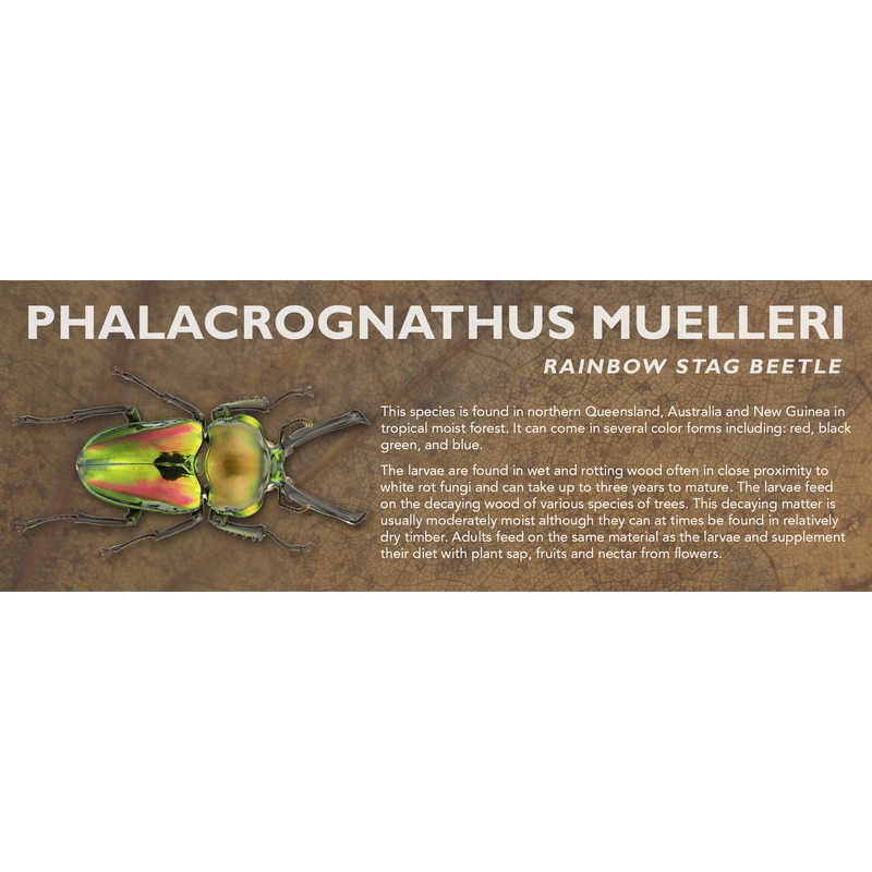 Phalacrognathus muelleri (Rainbow Stag Beetle) – Beetle Label Standard Size 7″ x 2.5″