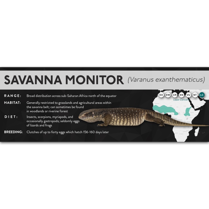 Savanna Monitor (Varanus exanthematicus) – X Label Laminated Paper